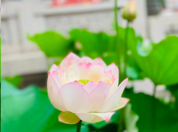 white lotus