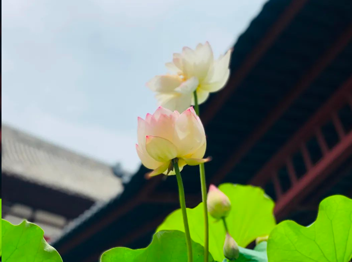 White lotus flowers in Buddhist temple