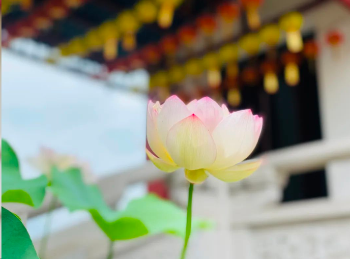 Buddhist white lotus