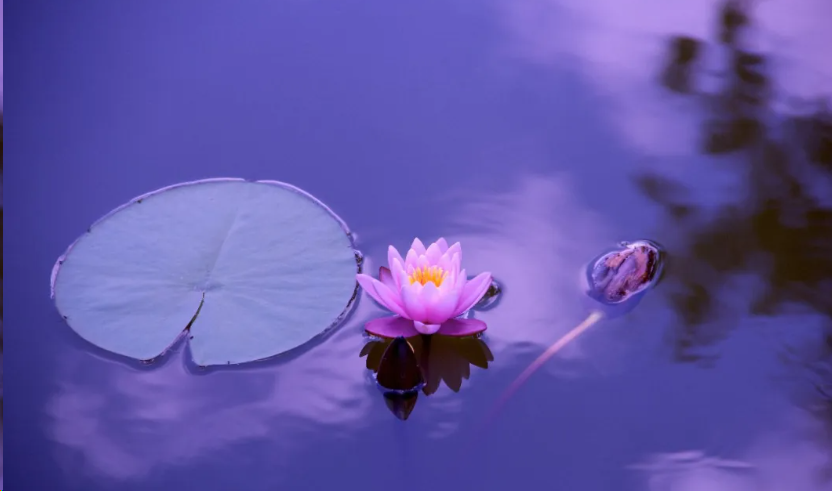 Blooming lotus in the water